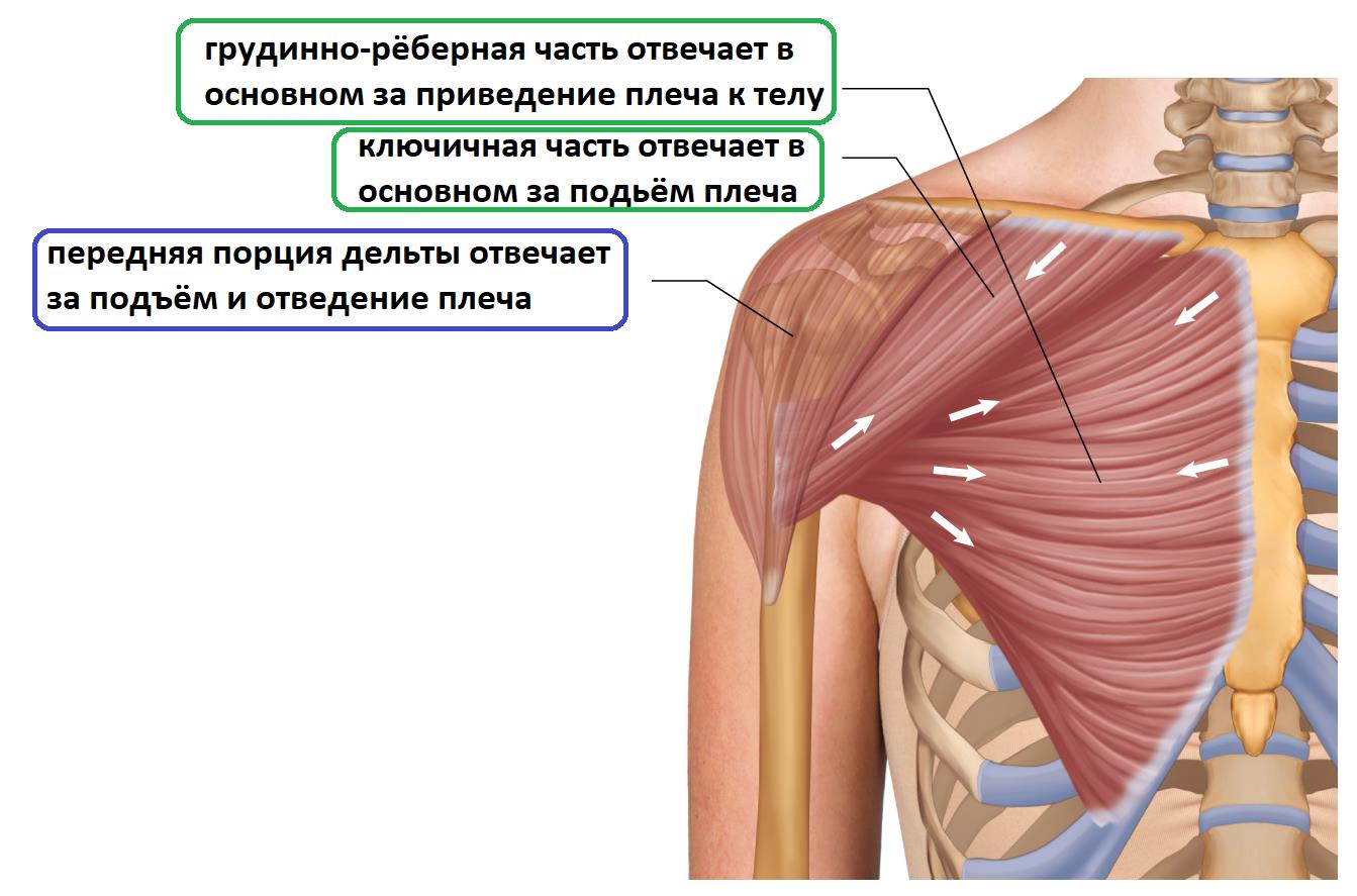 грудная мышца анатомия