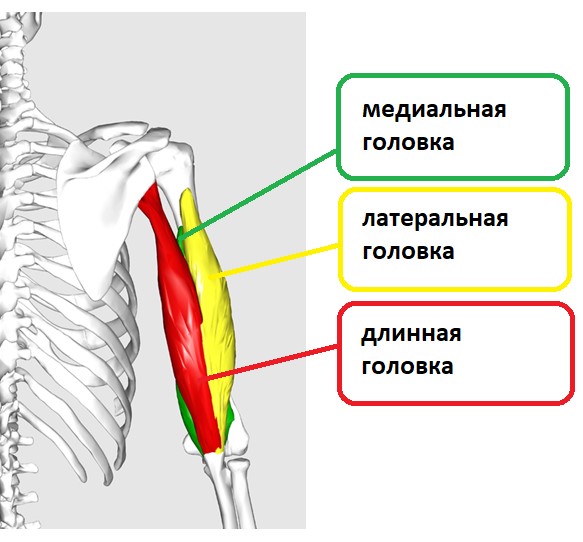 анатомия трицепс плеча