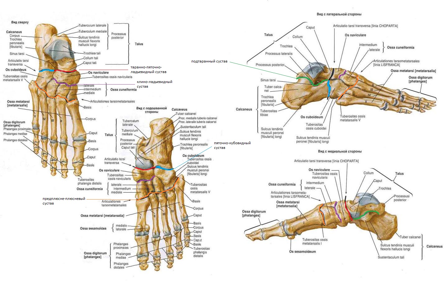 Фото стопы человека с названием. Ладьевидная кость стопы анатомия. Строение костей стопы подошвенная поверхность анатомия. Кости стопы анатомия человека Синельников. Анатомия костей стопы человека схема строение.