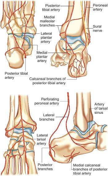 1-	Суральный нерв (n.suralis) 2-  поверхностный малоберцовый нерв  (superficial peroneal nerve) 3 – доступ к тарсальному синусу (sinus tarsi) 4- расширенный латеральный доступ