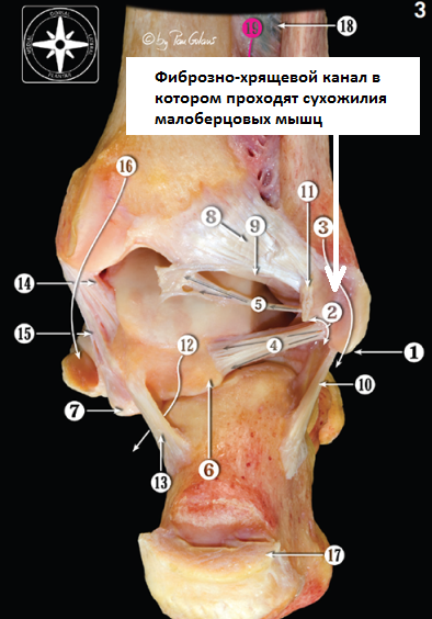Перитендинит сухожилий малоберцовых мышц | steklorez69.ru